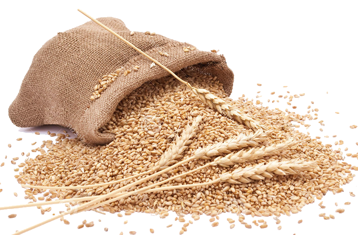 Samba Wheat